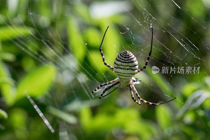 条纹Argiope蜘蛛(Argiope trifasciata)在它的网上准备吃它的猎物，苍蝇的餐